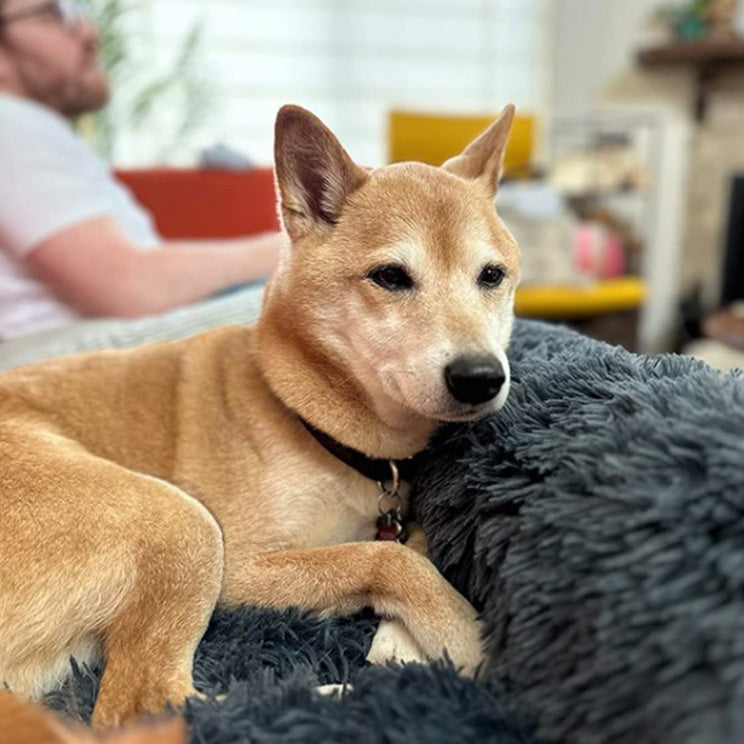 FurryNest™ Calming Dog Bed